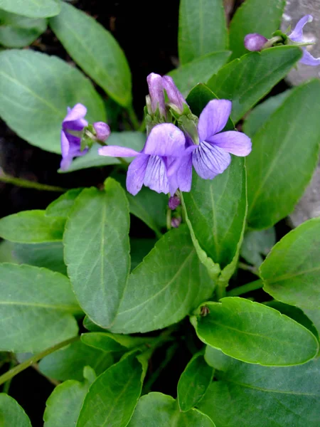 Дикий бузковий фіолетовий росте в саду — стокове фото