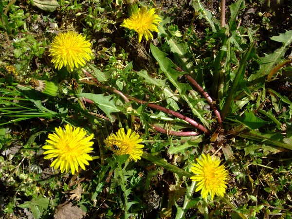 Yellow Dandelions grow in green grass. Shining on sun — Stock Photo, Image