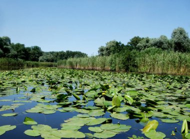 Birçok sarı nilüfer Irmağı'yeşil yapraklarda