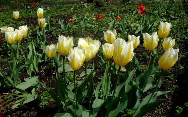Sárga Tulipánok Nőnek Botanikus Kertben — Stock Fotó