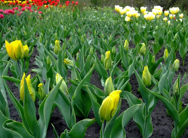 Sárga tulipánok nő a botanikus kertben — Stock Fotó