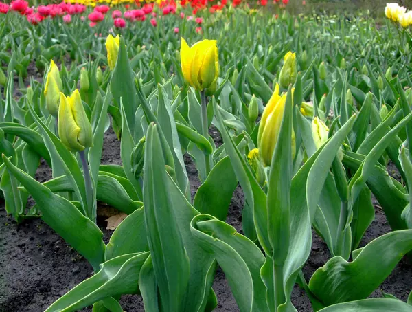 Sárga tulipánok nő a botanikus kertben — Stock Fotó