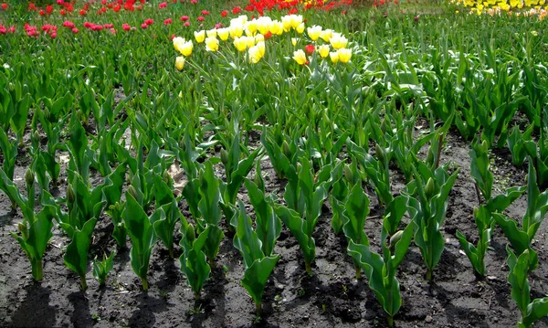 Sárga piros tulipán nő a botanikus kertben — Stock Fotó