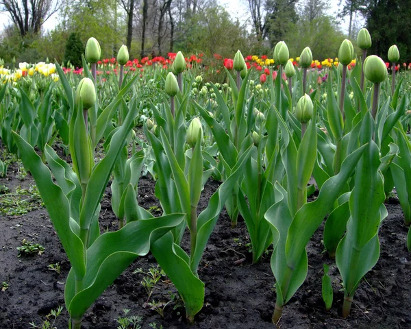 Sárga zárt tulipán nő a botanikus kertben — Stock Fotó