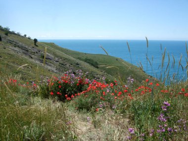 Vahşi yeşil tepe üzerinde yetiştirilen birçok kırmızı gelincik