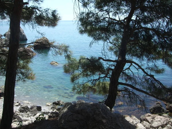 Tengerpart-tenger fenyő és kövek a tengerparton. Fekete-tenger. Crimea — Stock Fotó