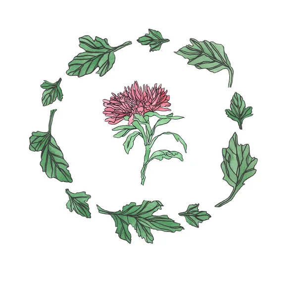 Akwarela ilustracja kwiat Aster z liści — Zdjęcie stockowe