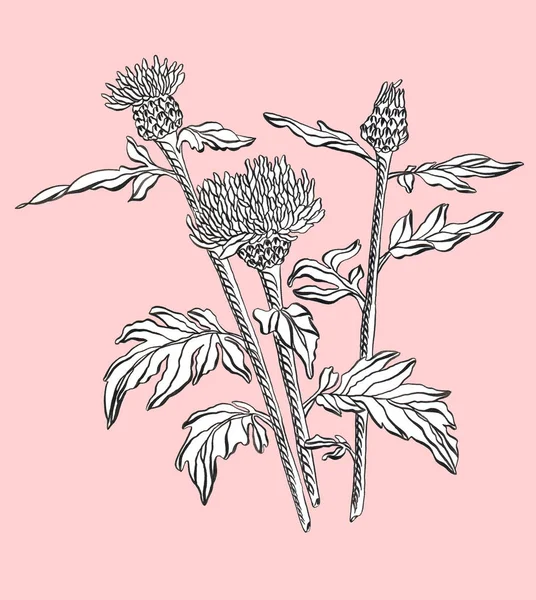 Tinta de dibujo aciano blanco salvaje sobre fondo rosa —  Fotos de Stock