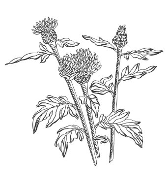 Vektör illüstrasyon kontur kır çiçeği ile yaprakları