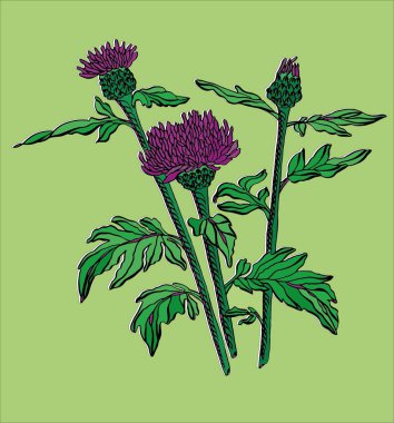 Vektör illüstrasyon kontur kır çiçeği ile yaprakları