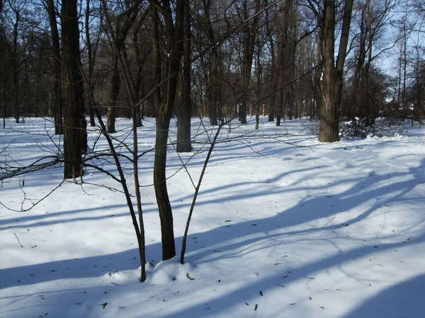 La neige repose sur le sol parmi les arbres du parc — Photo