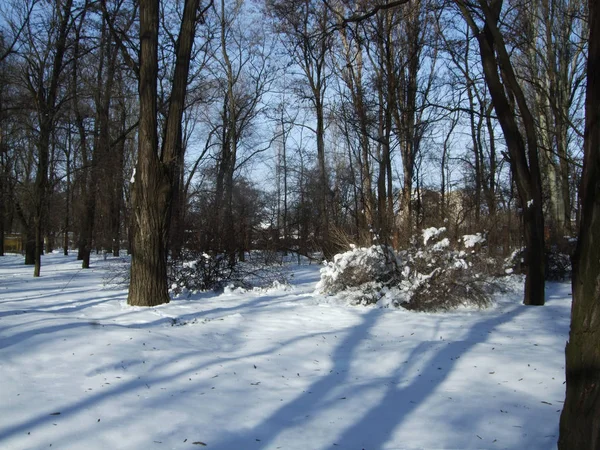 La neige repose sur le sol parmi les arbres du parc — Photo