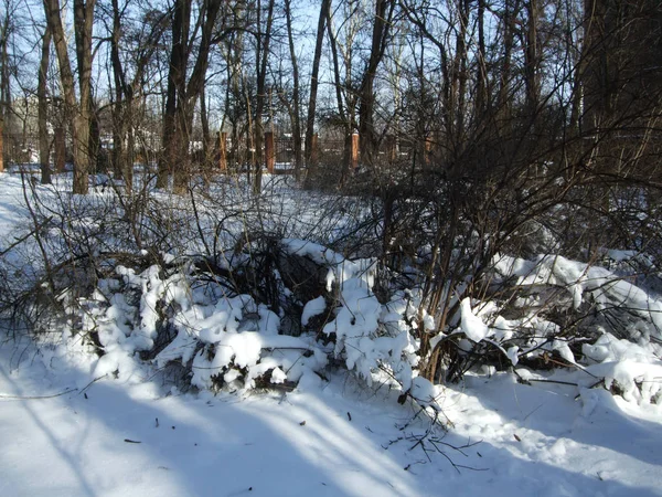 Kış ve kar yalan yere parkta ağaçların arasında