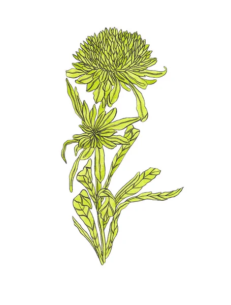 Virág Aster a levelek akvarell illusztráció szecessziós — Stock Fotó