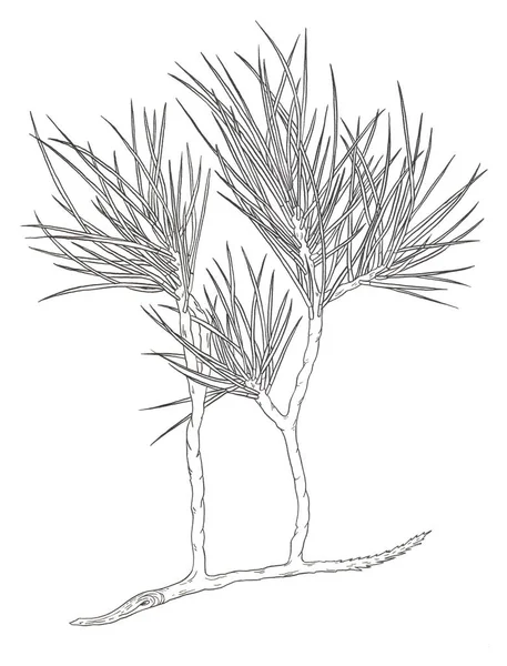 Branche décorative d'un pin de Noël. Illustration de contour — Photo