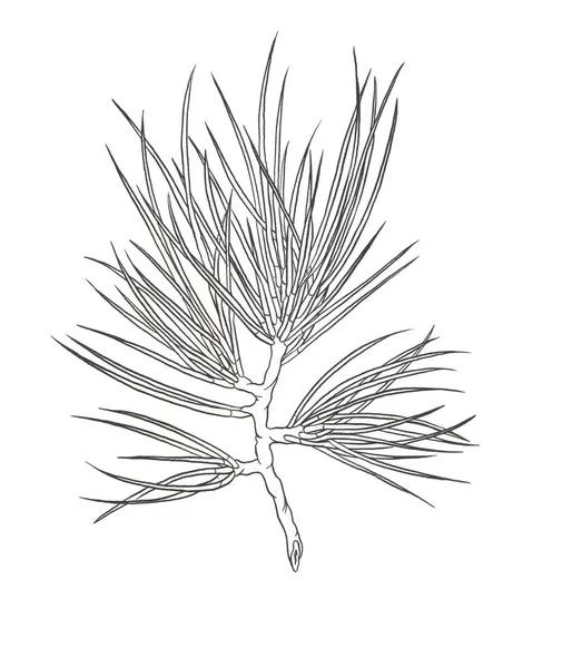 Decorative branch of a Christmas pine tree. Contour illustration — Stock Photo, Image