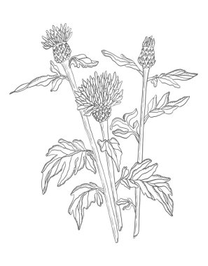 Vektör illüstrasyon kontur kır çiçeği ile yaprakları