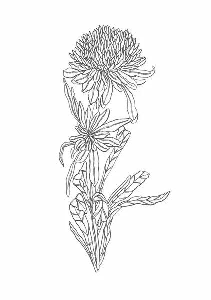 Vectorillustratie bloem Aster met bladeren Art nouveau — Stockvector