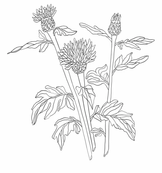 Vector illustratie contour wild Flower met bladeren — Stockvector