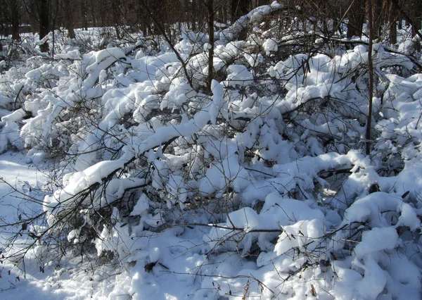 Hiver et neige ramifient parmi les arbres du parc — Photo