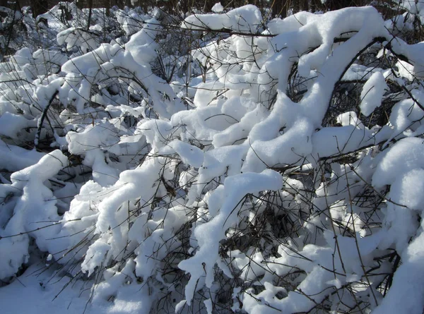 Winter and snow branch among the trees in the park — Stock Photo, Image