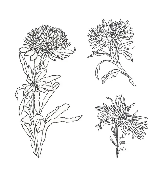 Konturenillustration Blume Aster mit Blättern Jugendstil — Stockfoto