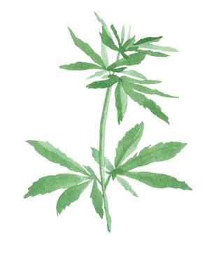 Yaprakları ile yeşil kenevir suluboya şube