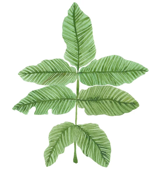 Акварельна гілка зеленого листя зі стрімкими — стокове фото