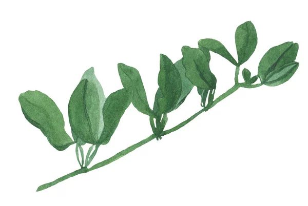 Yeşil yaprakları ile çizgili suluboya Şubesi — Stok fotoğraf