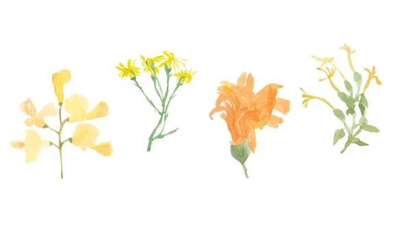 Watercolor set of Orange and yellow wild flowers — Stock Photo, Image