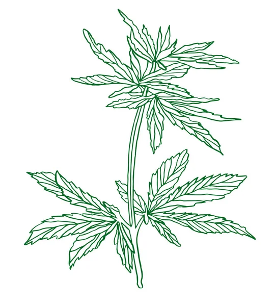 Διακοσμητικό κλαδί πράσινο κάνναβης με φύλλα — Φωτογραφία Αρχείου