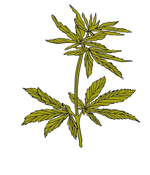 Decorative branch of Green hemp with leaves — Stock Photo, Image