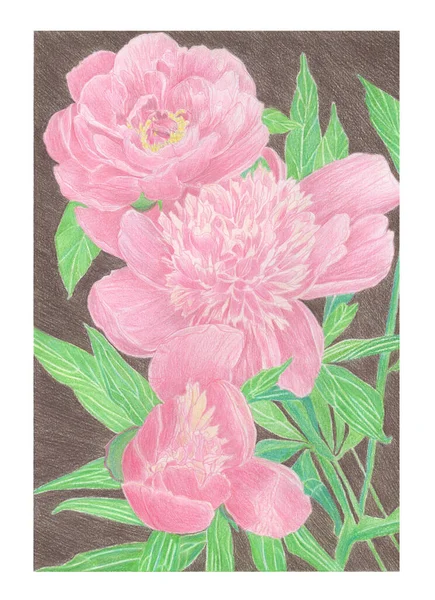 Pencil Drawing illustration of pink peony flower with leaves