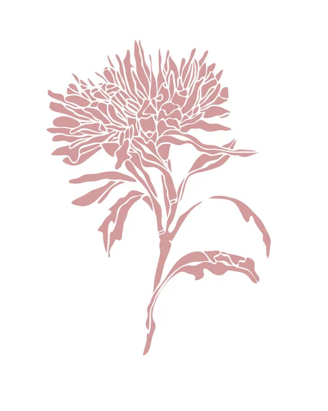 Illustration rose Aster fleuri aux feuilles Art nouveau — Photo