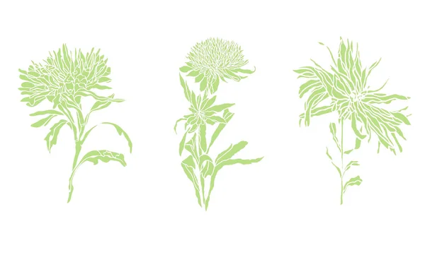 Set von grünen Illustrationen Blume Aster mit Blättern Jugendstil — Stockfoto