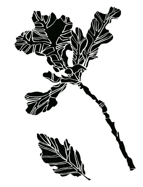 Декоративная иллюстрация листья черного дуба с полосой — стоковое фото