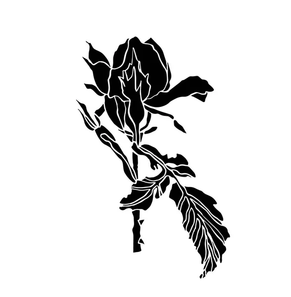 Dibujo de tinta decorativa flor de rosa negra con hojas —  Fotos de Stock