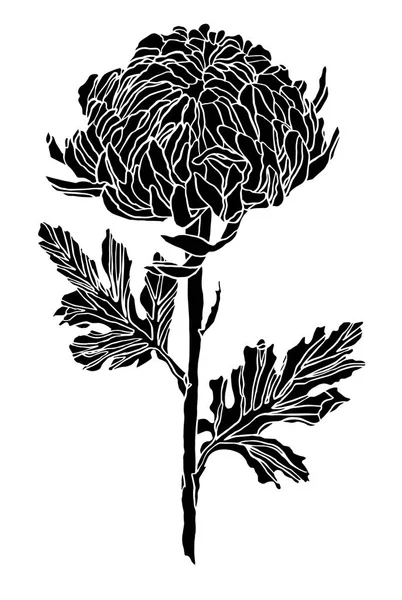Tusz dekoracyjny rysunek chryzantemy kwiat i liście — Zdjęcie stockowe