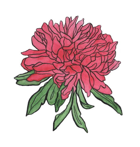 Acquerello rosa rosso crisantemo fiore con foglie — Foto Stock