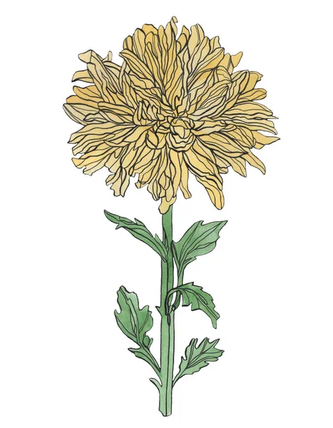 Akwarela rysunek żółty chryzantema kwiat z liśćmi — Zdjęcie stockowe