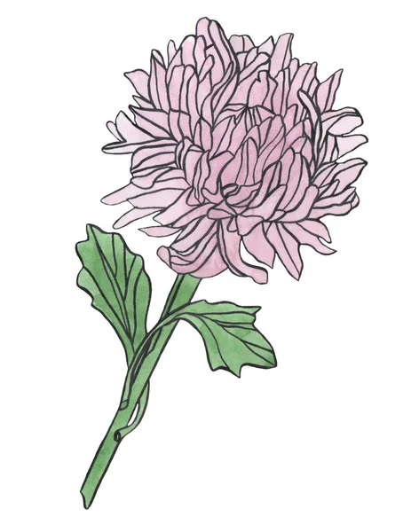 Watercolor drawing lilac chrysanthemum flower with leaves — Stock Photo, Image