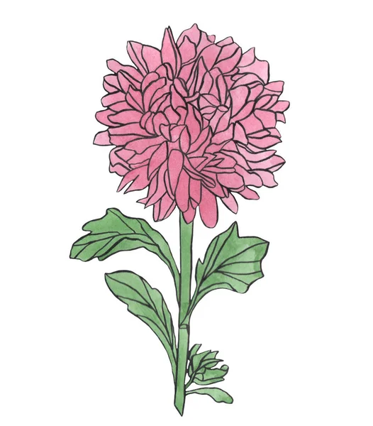 Watercolor drawing pink chrysanthemum flower with leaves — Stock Photo, Image