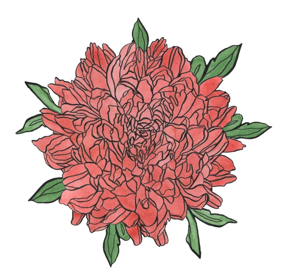 Watercolor ink red chrysanthemum flower with leaves — Stock Photo, Image