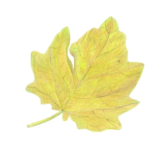 Handtekening Aquarelpotloden Papier Mooie Rode Gele Herfstbladeren — Stockfoto