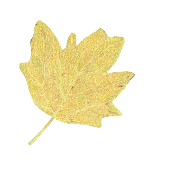 Handzeichnung Von Aquarellstiften Auf Papier Wunderschöne Orangefarbene Und Gelbe Herbstblätter — Stockfoto