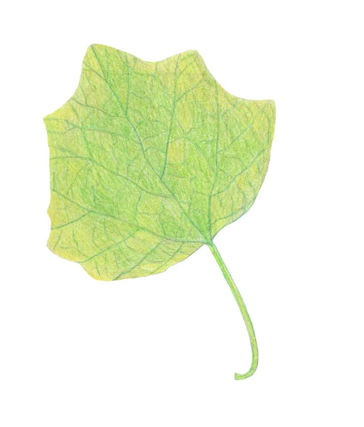 손으로 그리는 물감 연필 - 아름다운 녹색 과 노란색의 단풍 잎 — 스톡 사진