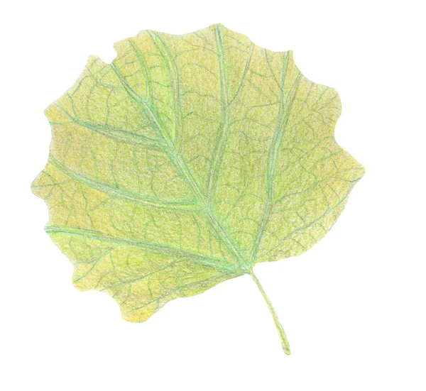 Kézzel rajzolt akvarell ceruza papíron - gyönyörű zöld és sárga őszi levelek — Stock Fotó