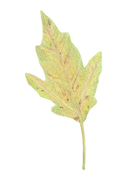 Matite acquerello disegnate a mano su carta - belle foglie autunnali verdi e gialle — Foto Stock