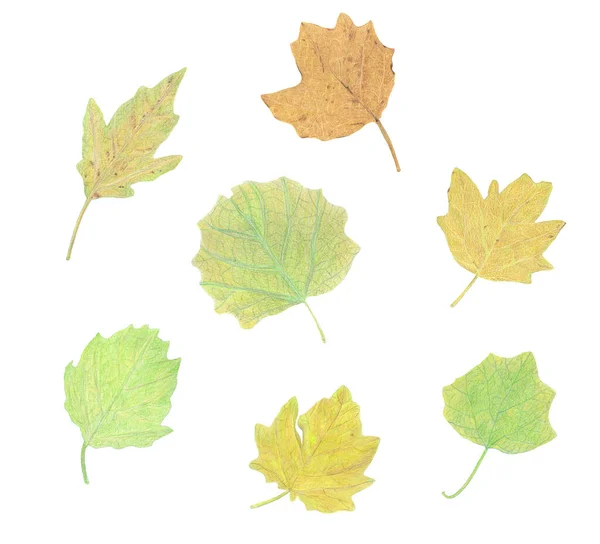 Handzeichnungs-Set Aquarellstifte auf Papier - schöne grüne und gelbe Herbstblätter — Stockfoto