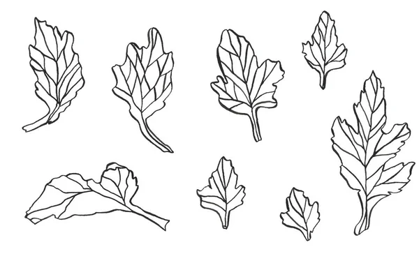Blomma aster löv Bläck hand ritning illustration — Stockfoto